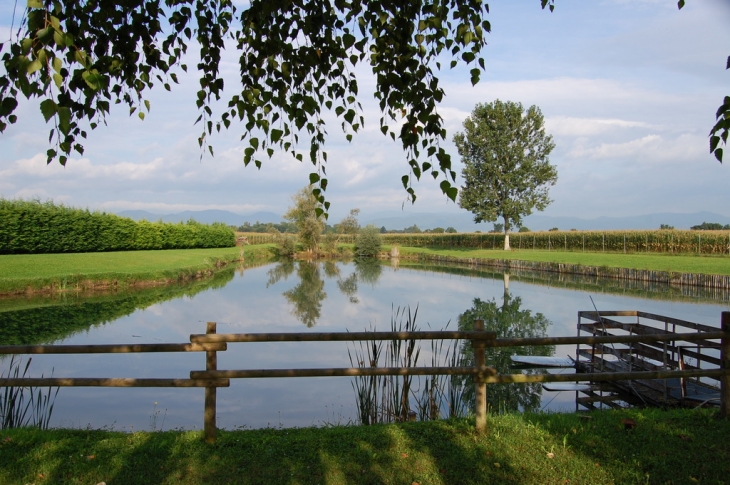 ETANG DE BISCHWIHR