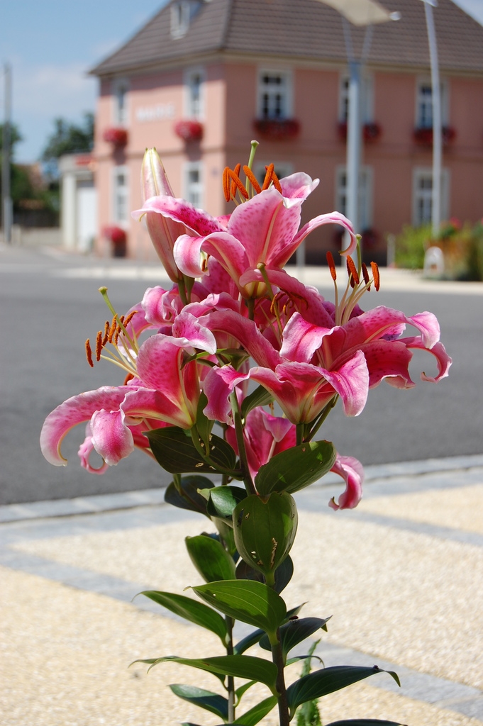 LYS DEVANT LA MAIRIE - Bischwihr