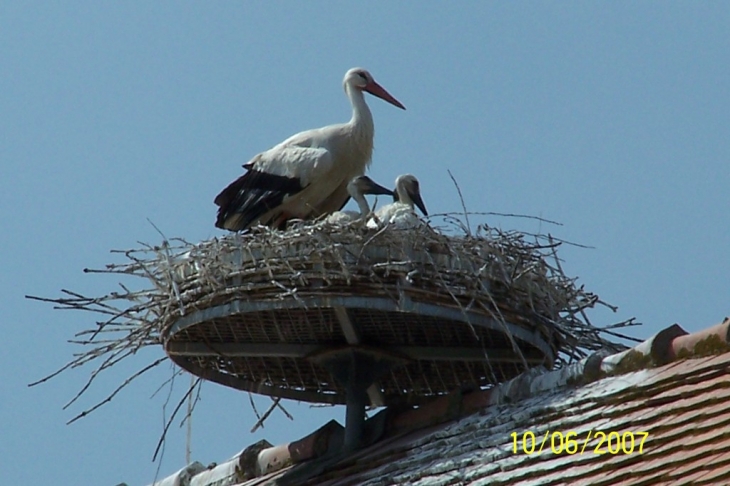 FAMILLE CIGOGNE SUR LE TOIT DE L'EGLISE - Bischwihr