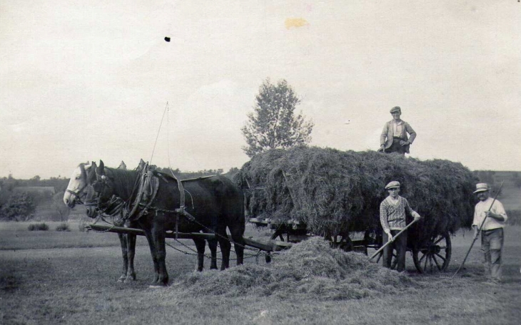 L'agriculture d'antan avec les chevaux - Diefmatten