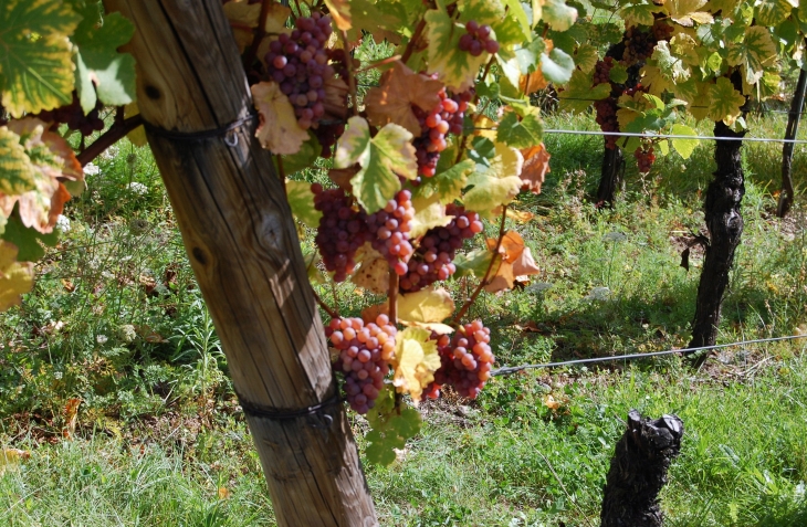  - Eguisheim