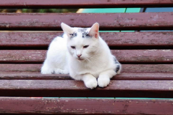 Chat du Village - Gueberschwihr