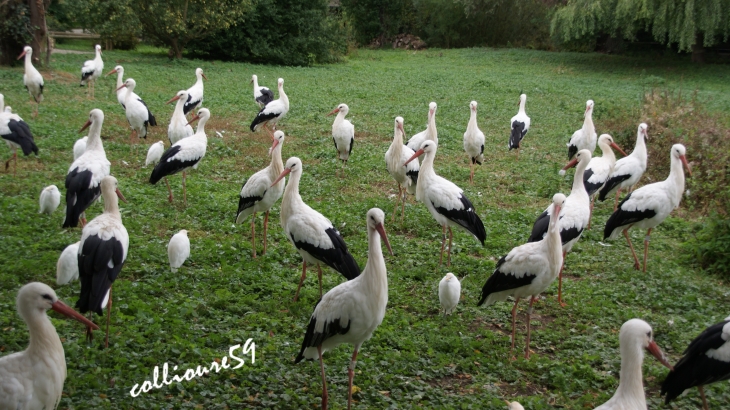 Le Parc des Cigognes  ( superbe ) - Hunawihr