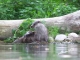 Photo précédente de Hunawihr Le Parc des Cigognes  ( superbe )