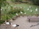 Photo précédente de Hunawihr Le Parc des Cigognes  ( superbe )