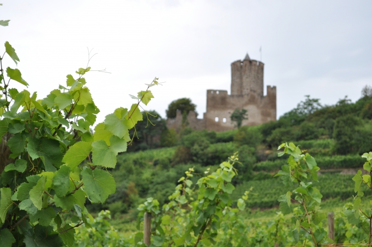 Le vignoble - Kaysersberg