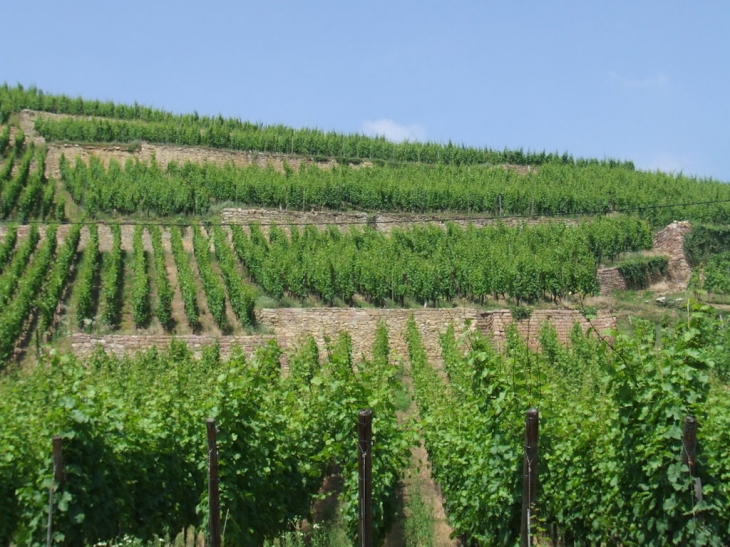 Les vignes entourent toute la ville, elles plongent la ville dans une etrainte de raisin qui fait de Ribeauvillé le centre de la route du vin, plusieurs viticulteurs commencent à avoir le Label BIO