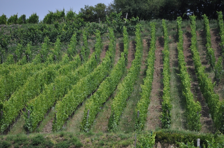 Le vignoble - Riquewihr