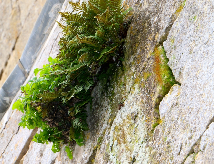 Fougères sur le mur de l'église. - Baneuil