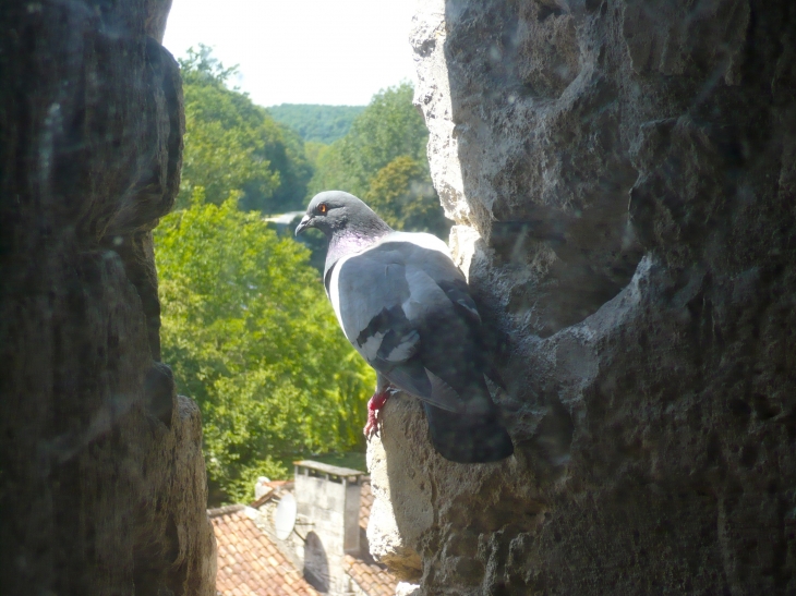 Pigeon du château - Bourdeilles