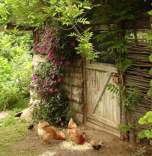 Chicken shed - Bourrou