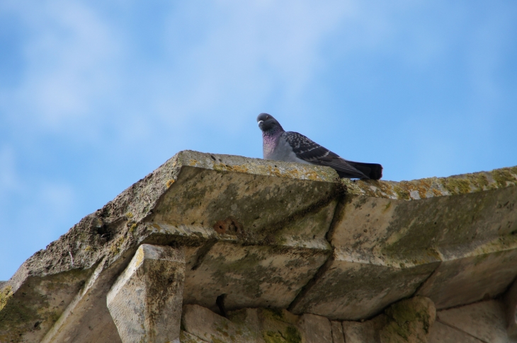 Pigeon posé sur un rebord de l'église. - Bourrou