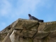 Pigeon posé sur un rebord de l'église.