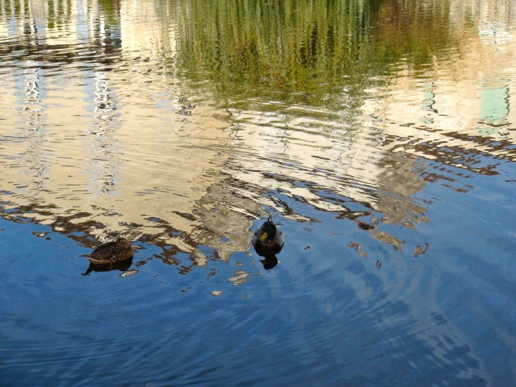 Canards sur la Dronne - Brantôme