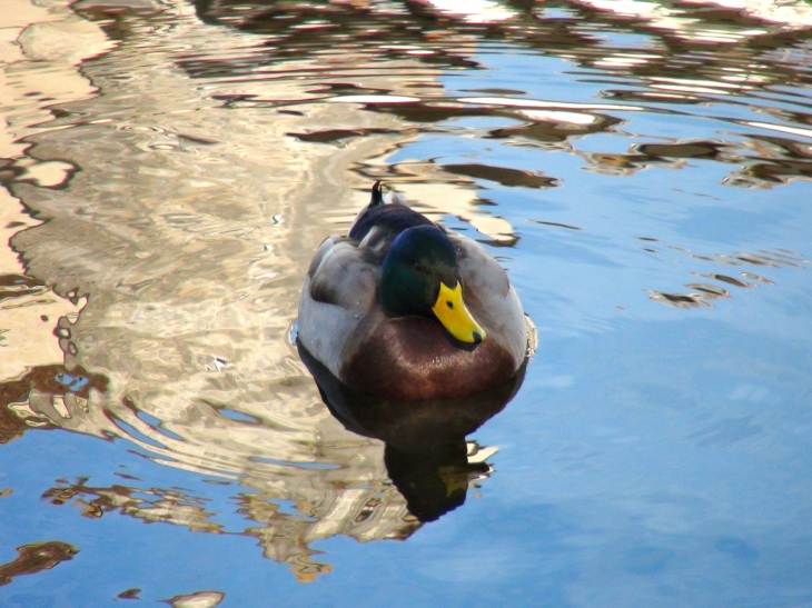 Canards sur la Dronne - Brantôme