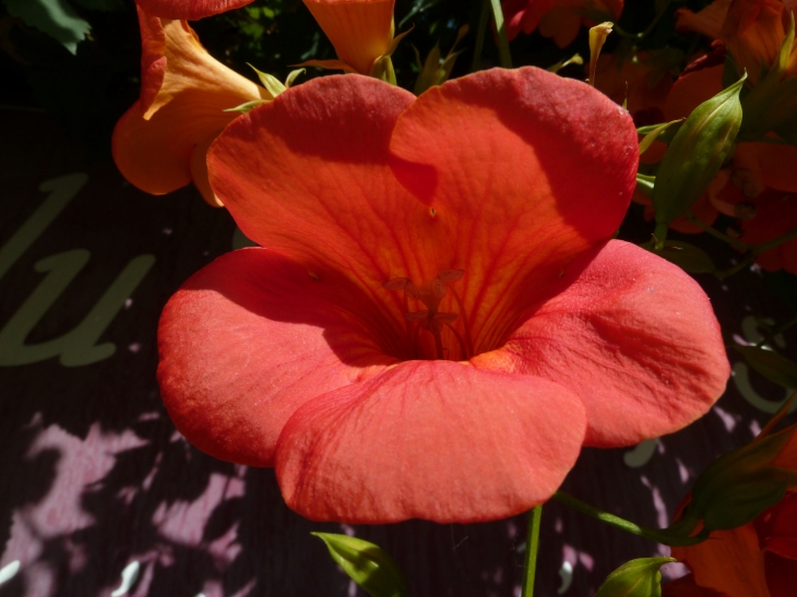 Fleurs du village - Brantôme