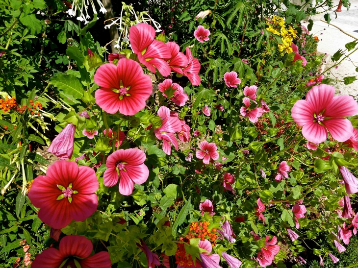 Fleurs du village - Brantôme