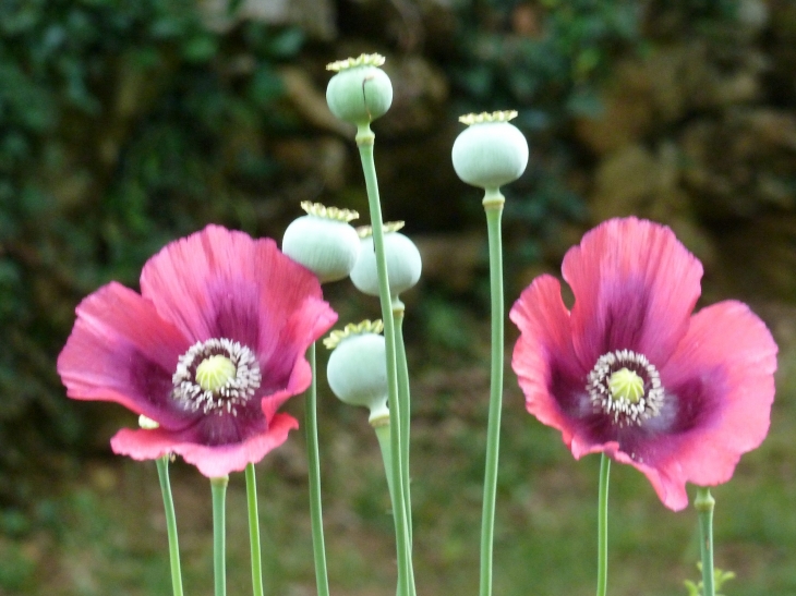 Les Jardins de Cadiot - Carlux