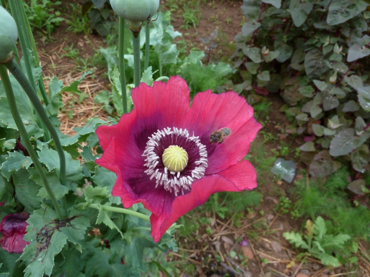 Les Jardins de Cadiot - Carlux