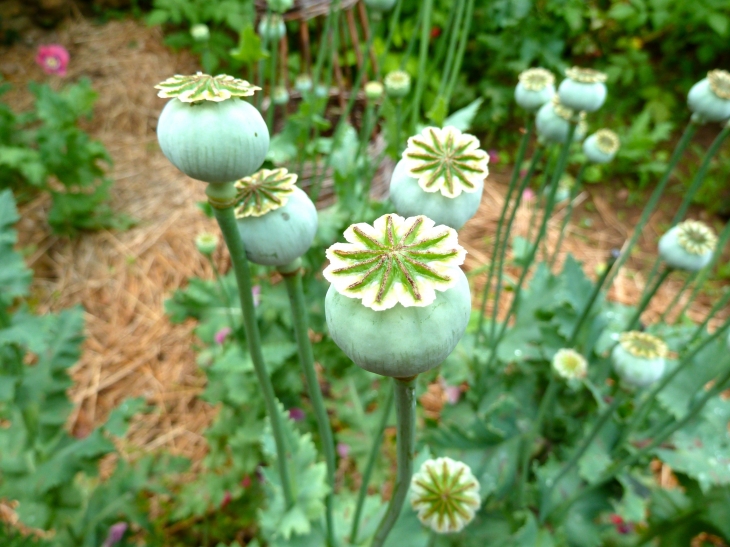 Les Jardins de Cadiot - Carlux