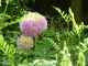 Photo précédente de Carlux Les Jardins de Cadiot