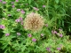 Photo précédente de Carlux Les Jardins de Cadiot