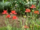 Photo précédente de Carlux Les Jardins de Cadiot