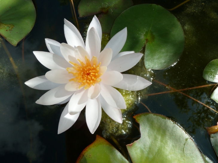 Les Jardins d'Eau - Carsac-Aillac