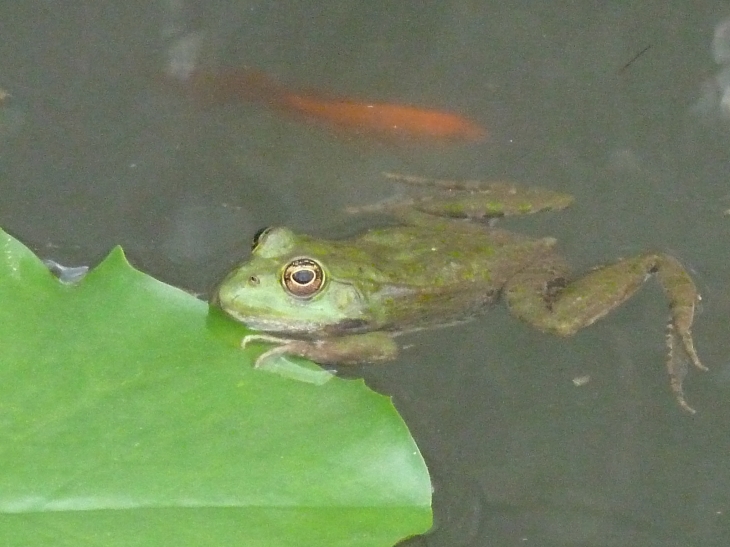 Les Jardins d'Eau - Carsac-Aillac