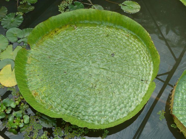 Les Jardins d'Eau - Carsac-Aillac