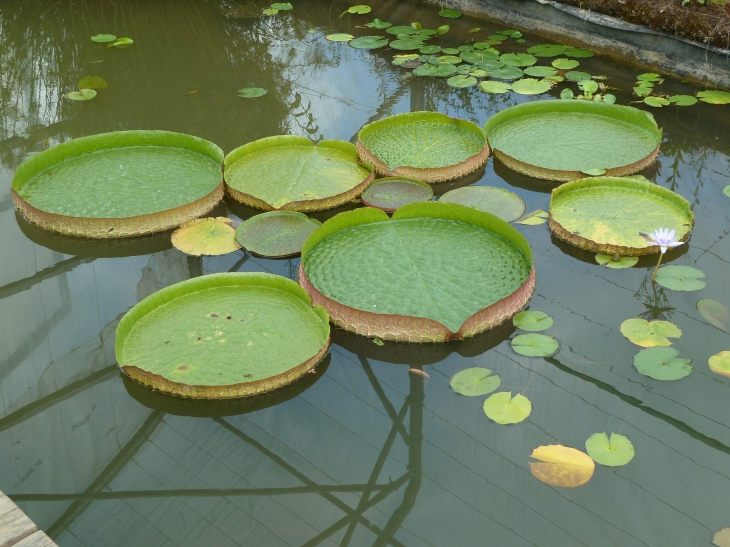 Les Jardins d'Eau - Carsac-Aillac