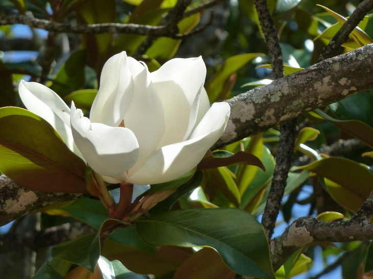 Fleur des jardins du château des Milandes - Castelnaud-la-Chapelle