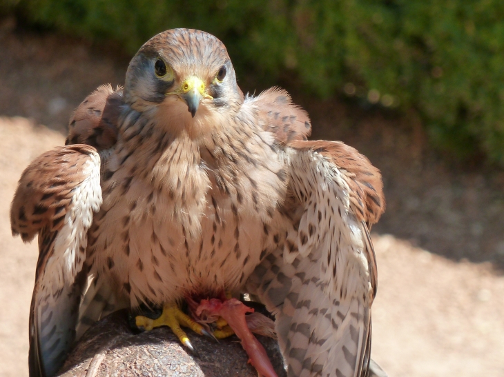 Spectacle de rapaces au château des Milandes - Castelnaud-la-Chapelle