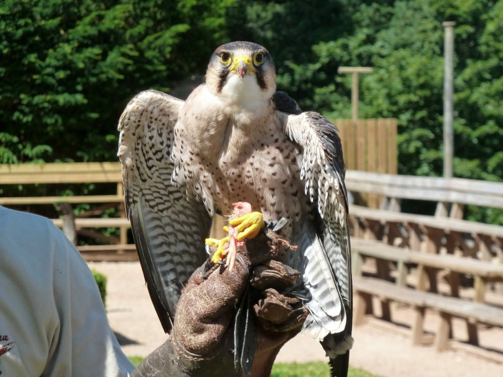 Spectacle de rapaces au château des Milandes - Castelnaud-la-Chapelle