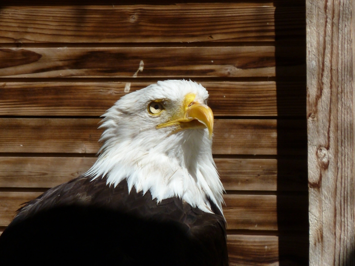 Spectacle de rapaces au château des Milandes - Castelnaud-la-Chapelle