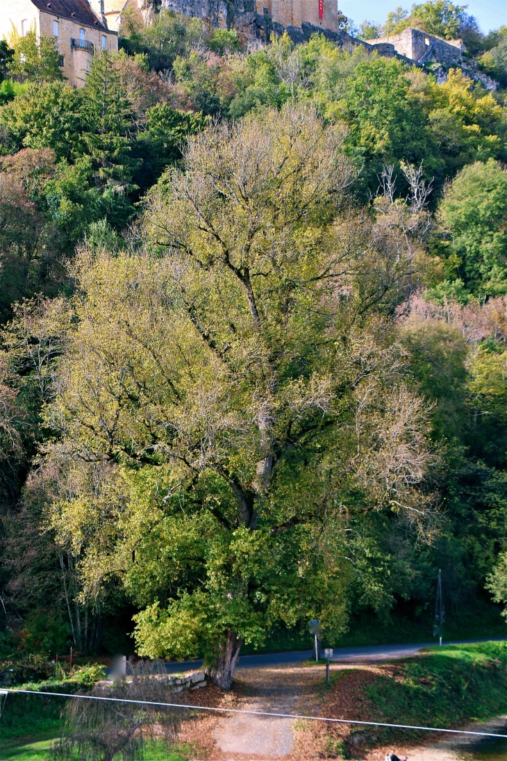 Sur le bord de la Dordogne - Castelnaud-la-Chapelle