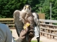 Photo précédente de Castelnaud-la-Chapelle Spectacle de rapaces au château des Milandes