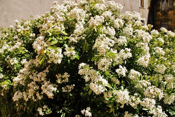 Fleurs - Cendrieux