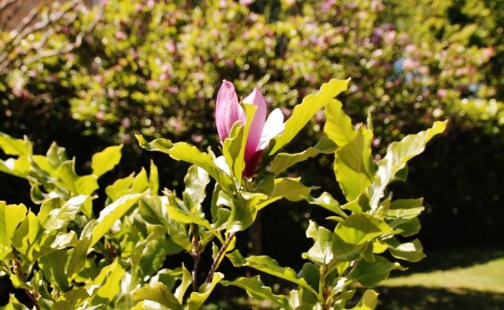 Fleurs - Cendrieux