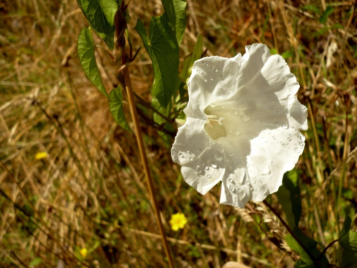 Fleur de liseron à REILHAC - Champniers-et-Reilhac