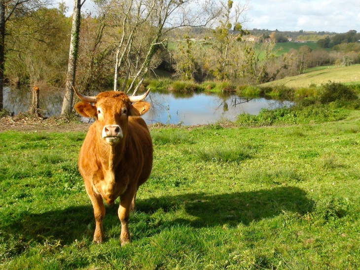 Une vache à Reilhac - Champniers-et-Reilhac