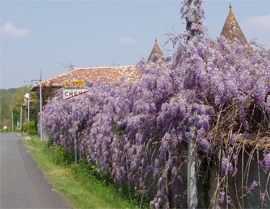 Glycine - Chenaud