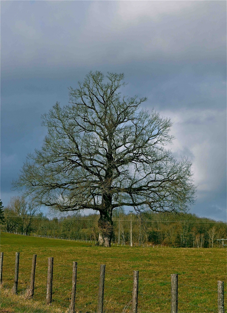 Dans la campagne - Cherveix-Cubas