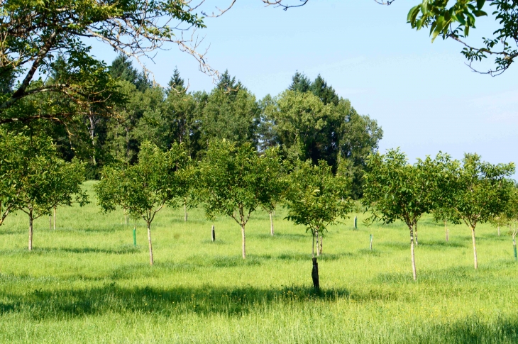 Aux alentours : champ de jeunes noyers. - Chourgnac