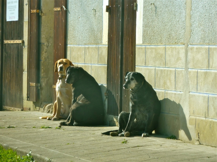 Chiens du village. - Conne-de-Labarde