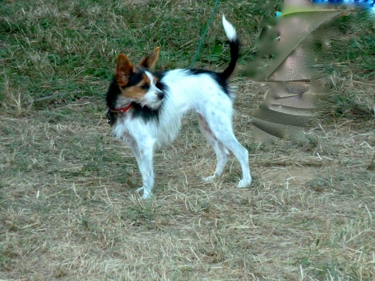 Les Montgolfiades - Corgnac-sur-l'Isle