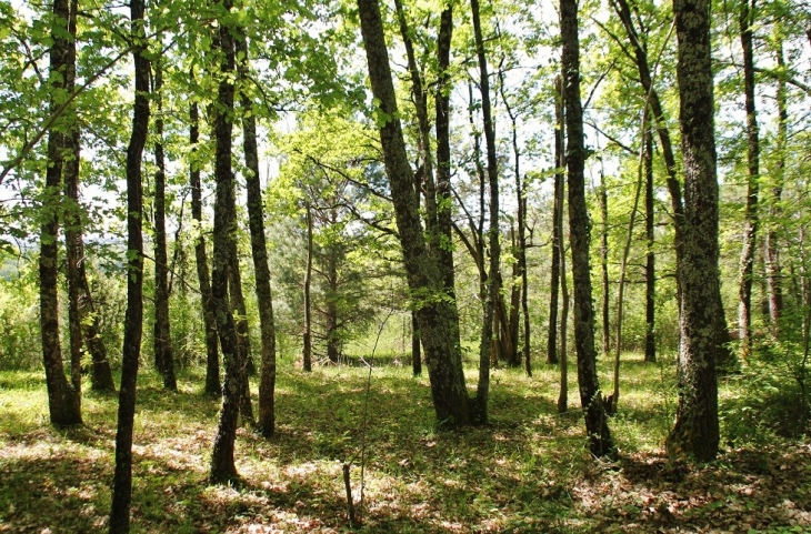 La Foret - Coux-et-Bigaroque