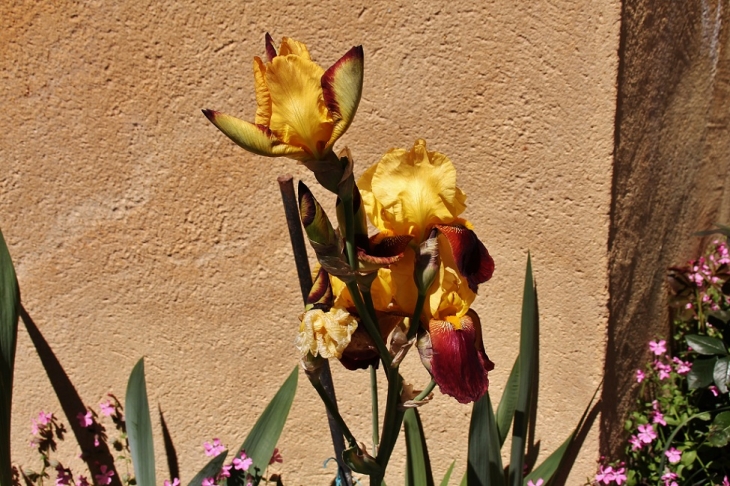 Fleurs - Coux-et-Bigaroque