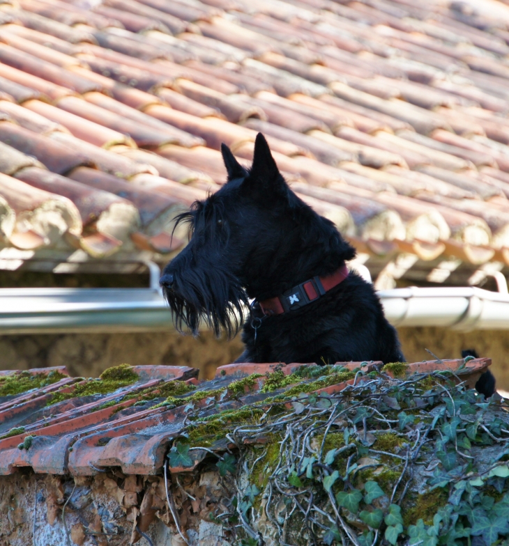 Le chien du village. - Creyssensac-et-Pissot