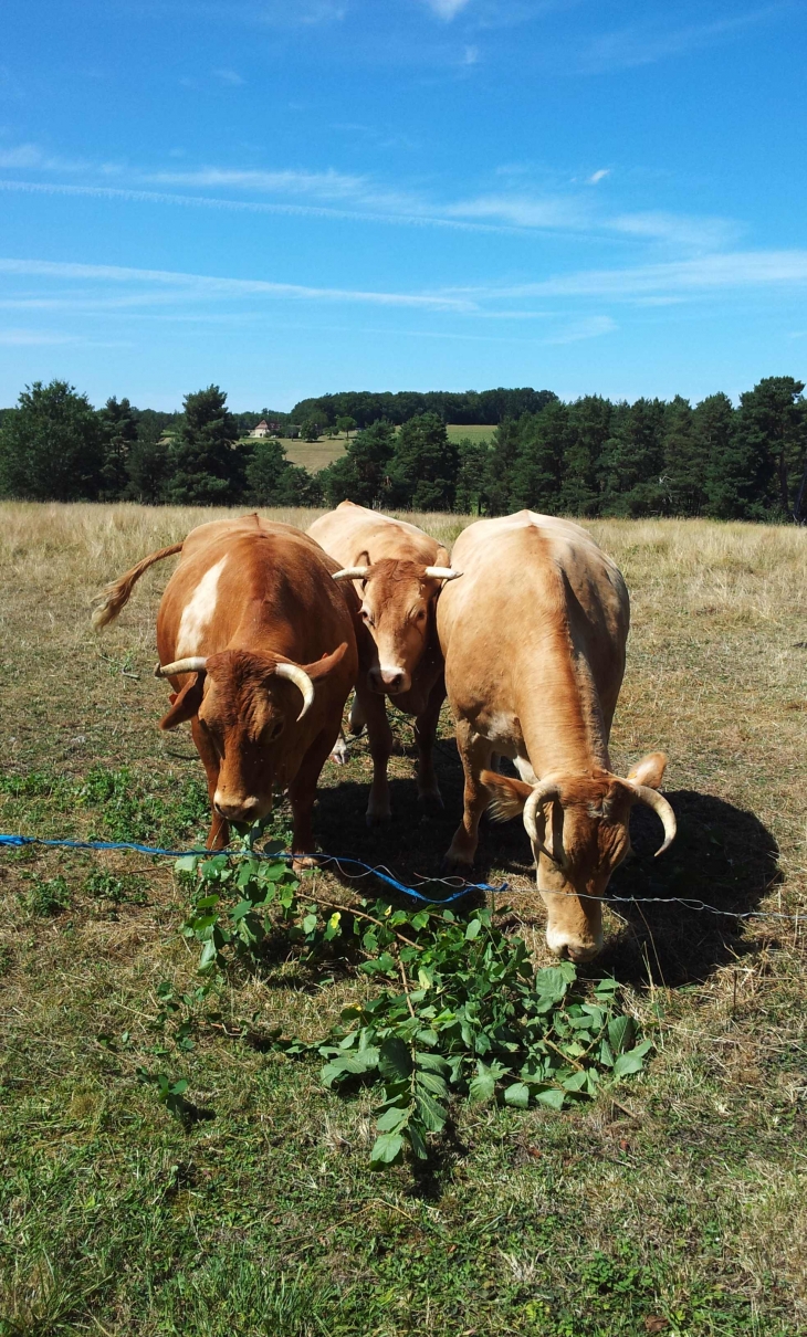 Aux alentours - Fossemagne